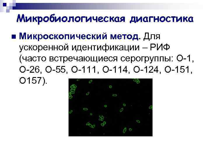 Микробиологическая диагностика n Микроскопический метод. Для ускоренной идентификации – РИФ (часто встречающиеся серогруппы: О-1,