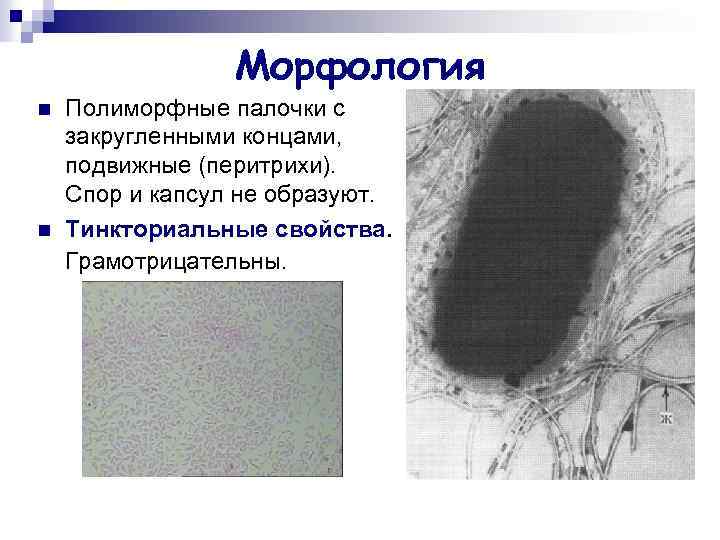 Морфология n n Полиморфные палочки с закругленными концами, подвижные (перитрихи). Спор и капсул не