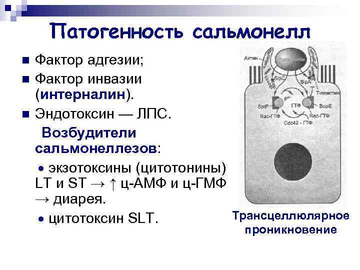 Патогенность сальмонелл n n n Фактор адгезии; Фактор инвазии (интерналин). Эндотоксин — ЛПС. Возбудители