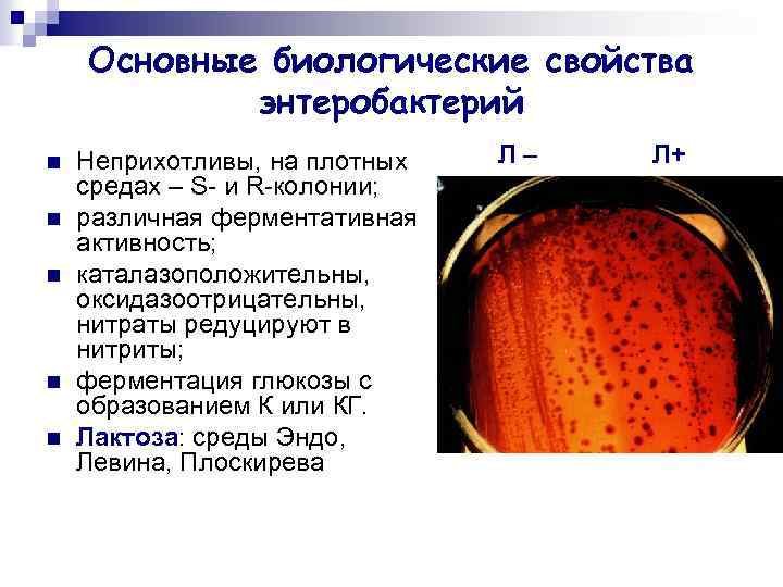 Основные биологические свойства энтеробактерий n n n Неприхотливы, на плотных средах – S- и