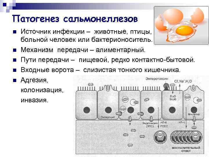 Патогенез сальмонеллезов n n n Источник инфекции – животные, птицы, рыбы, реже больной человек