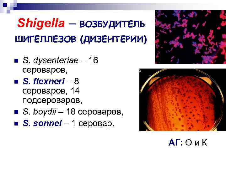 Shigella – ВОЗБУДИТЕЛЬ ШИГЕЛЛЕЗОВ (ДИЗЕНТЕРИИ) n n S. dysenteriae – 16 сероваров, S. flexneri