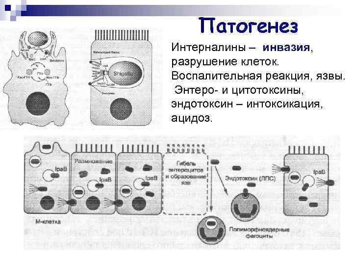 Патогенез Интерналины – инвазия, разрушение клеток. Воспалительная реакция, язвы. Энтеро- и цитотоксины, эндотоксин –