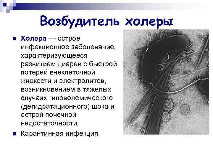 Возбудитель холеры n n Холера — острое инфекционное заболевание, характеризующееся развитием диареи с быстрой