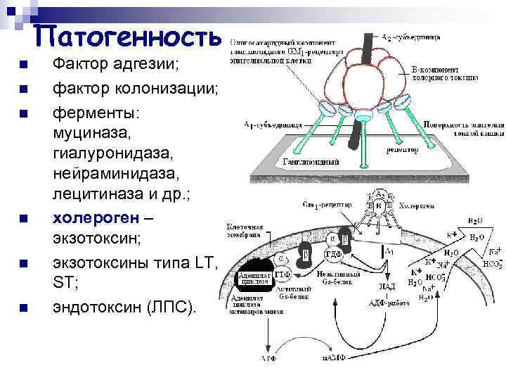 Патогенность n n n Фактор адгезии; фактор колонизации; ферменты: муциназа, гиалуронидаза, нейраминидаза, лецитиназа и