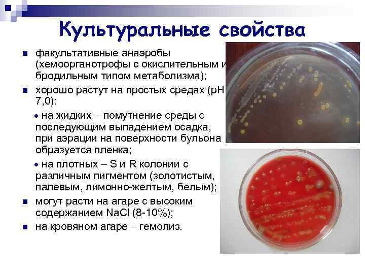 Культуральные свойства n n факультативные анаэробы (хемоорганотрофы с окислительным и бродильным типом метаболизма); хорошо