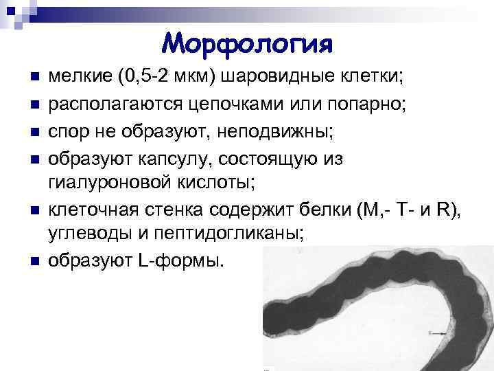 Морфология n n n мелкие (0, 5 -2 мкм) шаровидные клетки; располагаются цепочками или