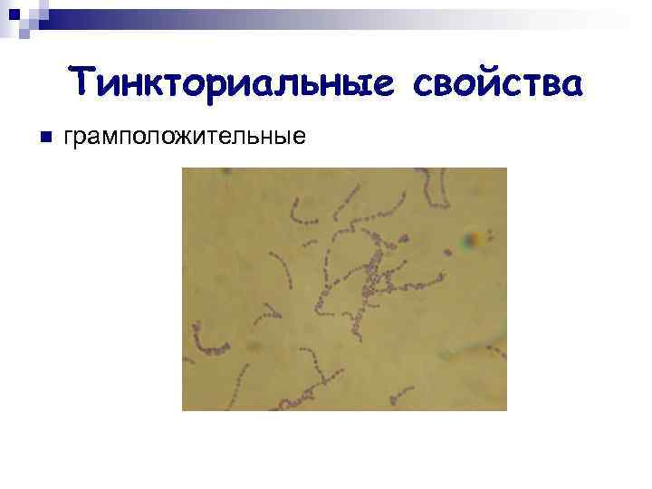 Тинкториальные свойства n грамположительные 