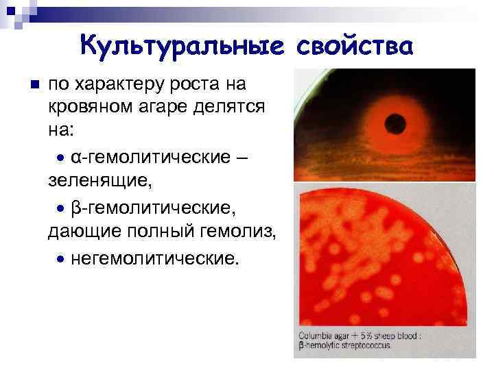 Культуральные свойства n по характеру роста на кровяном агаре делятся на: α-гемолитические – зеленящие,