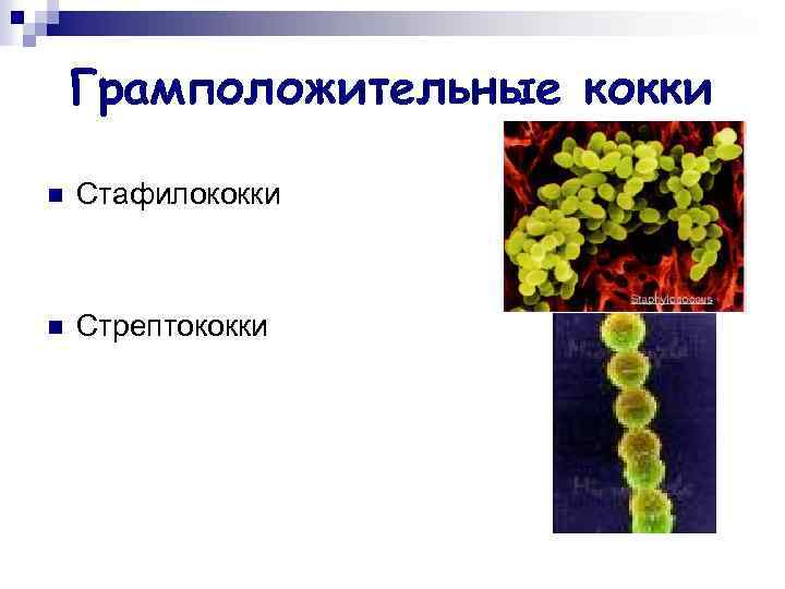 Грамположительные кокки n Стафилококки n Стрептококки 