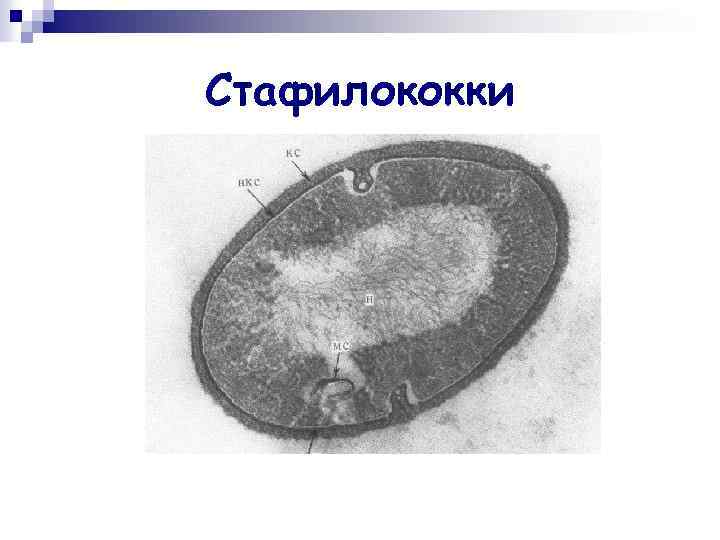 Стафилококки 