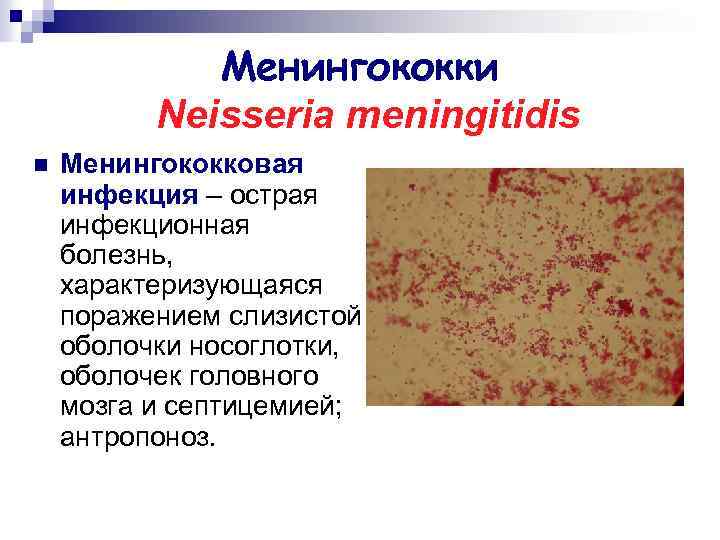 Менингококки Neisseria meningitidis n Менингококковая инфекция – острая инфекционная болезнь, характеризующаяся поражением слизистой оболочки