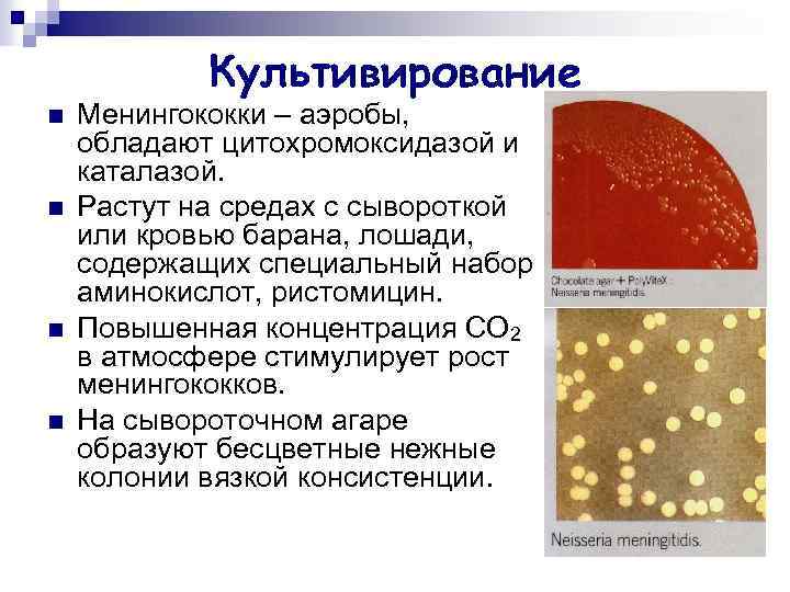 Культивирование n n Менингококки – аэробы, обладают цитохромоксидазой и каталазой. Растут на средах с