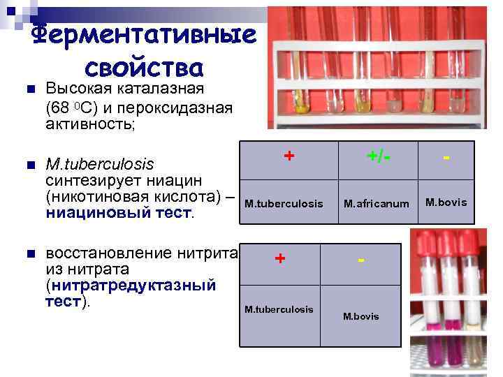 Ферментативные свойства Высокая каталазная (68 0 C) и пероксидазная активность; n n n M.