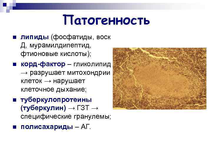 Патогенность n n липиды (фосфатиды, воск Д, мурамилдипептид, фтионовые кислоты); корд-фактор – гликолипид →