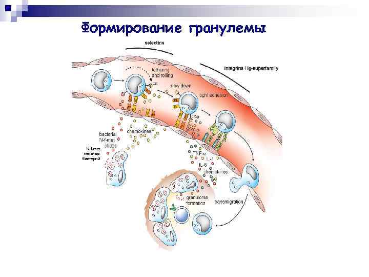 Формирование гранулемы N-f-met пептиды бактерий 