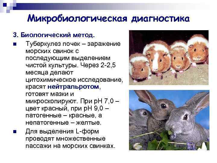 Микробиологическая диагностика 3. Биологический метод. n Туберкулез почек – заражение морских свинок с последующим
