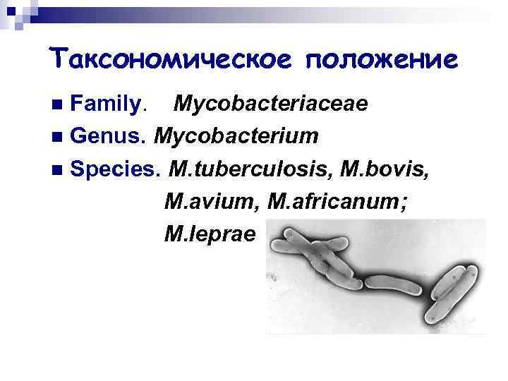 Таксономическое положение Family. Mycobacteriaceae n Genus. Mycobacterium n Species. M. tuberculosis, M. bovis, M.