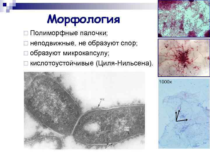 Морфология ¨ Полиморфные палочки; ¨ неподвижные, не образуют спор; ¨ образуют микрокапсулу; ¨ кислотоустойчивые