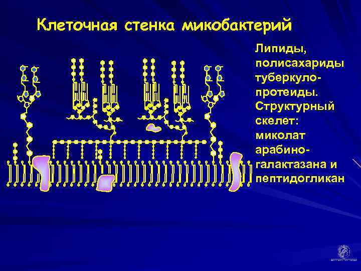 Клеточная стенка микобактерий Липиды, полисахариды туберкулопротеиды. Структурный скелет: миколат арабиногалактазана и пептидогликан 