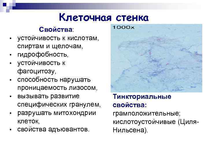 Клеточная стенка • • Свойства: устойчивость к кислотам, спиртам и щелочам, гидрофобность, устойчивость к