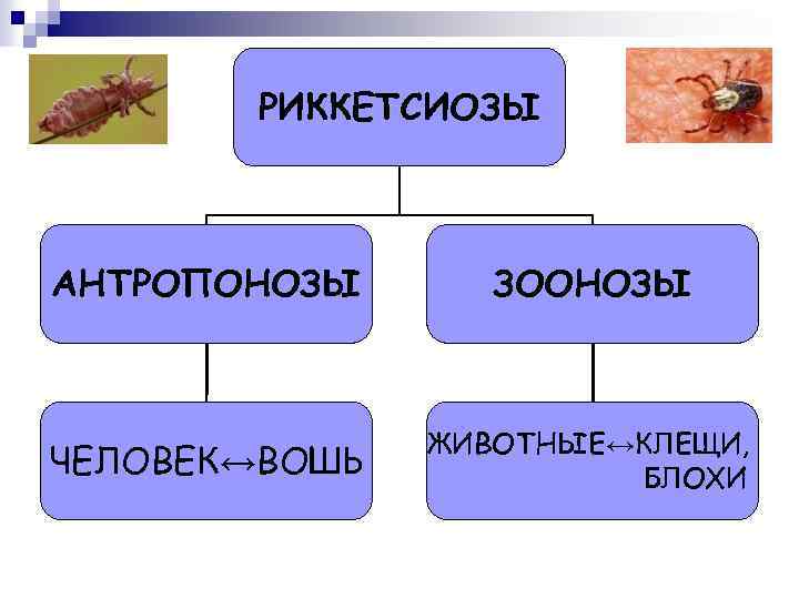 РИККЕТСИОЗЫ АНТРОПОНОЗЫ ЗООНОЗЫ ЧЕЛОВЕК↔ВОШЬ ЖИВОТНЫЕ↔КЛЕЩИ, БЛОХИ 