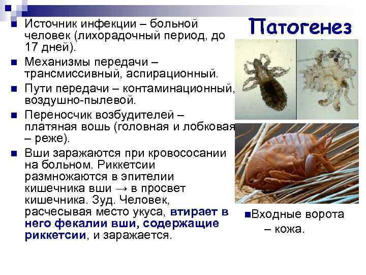 n n n Источник инфекции – больной человек (лихорадочный период, до 17 дней). Механизмы