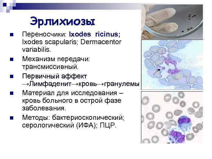 Эрлихиозы n n n Переносчики: Ixodes ricinus; Ixodes scapularis; Dermacentor variabilis. Механизм передачи: трансмиссивный.