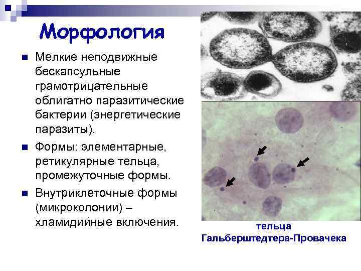 Морфология n n n Мелкие неподвижные бескапсульные грамотрицательные облигатно паразитические бактерии (энергетические паразиты). Формы: