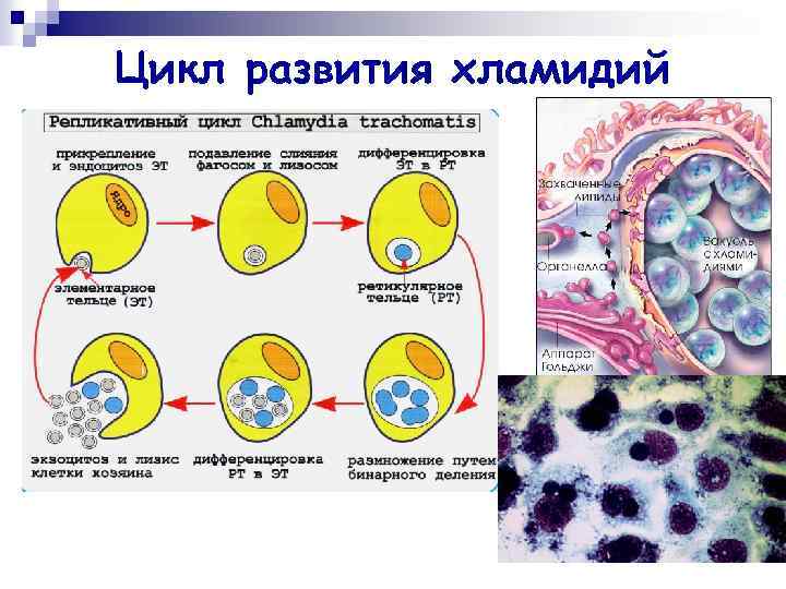 Цикл развития хламидий 