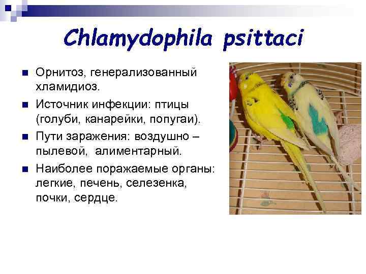 Chlamydophila psittaci n n Орнитоз, генерализованный хламидиоз. Источник инфекции: птицы (голуби, канарейки, попугаи). Пути