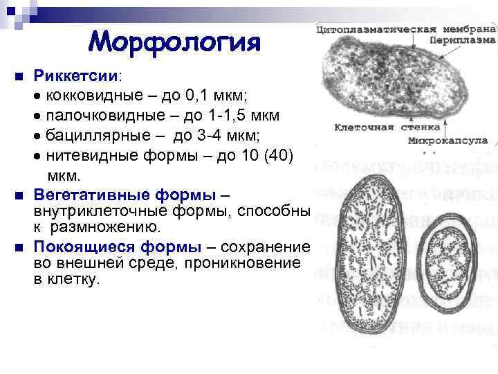 Морфология n n n Риккетсии: кокковидные – до 0, 1 мкм; палочковидные – до