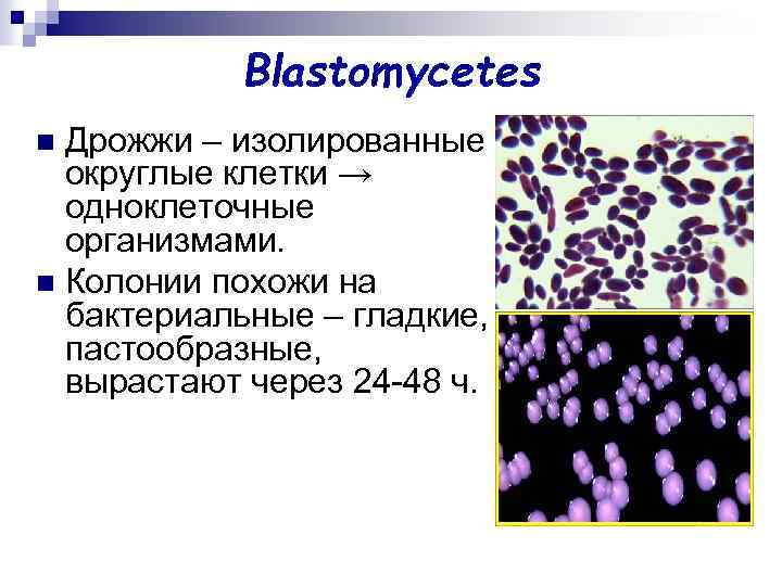 Blastomycetes Дрожжи – изолированные округлые клетки → одноклеточные организмами. n Колонии похожи на бактериальные