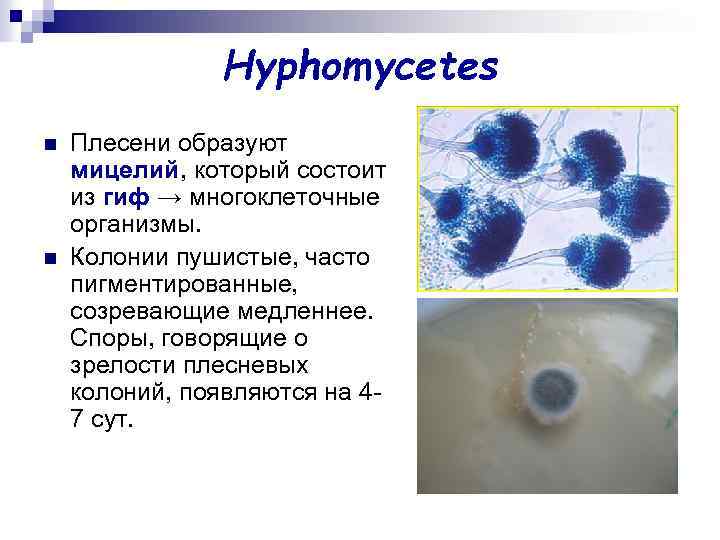 Hyphomycetes n n Плесени образуют мицелий, который состоит из гиф → многоклеточные организмы. Колонии