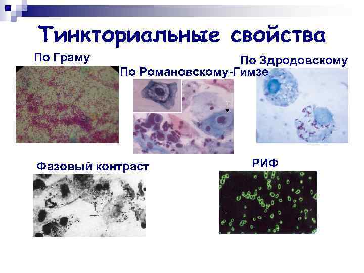 Тинкториальные свойства По Граму По Здродовскому По Романовскому-Гимзе Фазовый контраст РИФ 