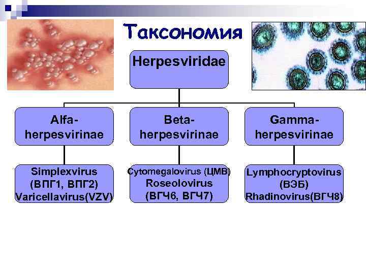 Таксономия Herpesviridae Alfaherpesvirinae Betaherpesvirinae Gammaherpesvirinae Simplexvirus (ВПГ 1, ВПГ 2) Varicellavirus(VZV) Cytomegalovirus (ЦМВ) Lymphocryptovirus