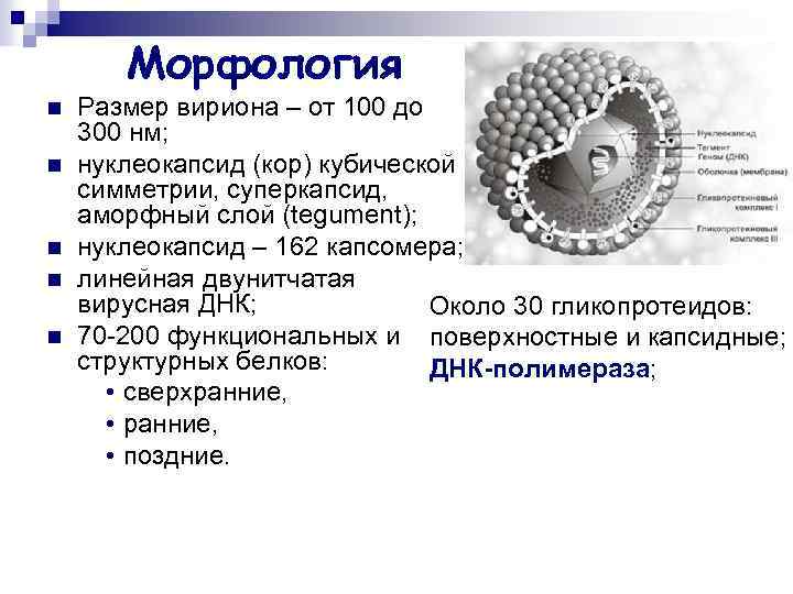 Морфология n n n Размер вириона – от 100 до 300 нм; нуклеокапсид (кор)