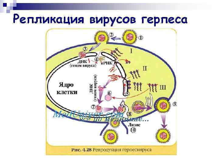 Репликация вирусов герпеса 