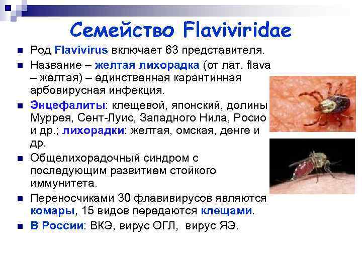 Семейство Flaviviridae n n n Род Flavivirus включает 63 представителя. Название – желтая лихорадка