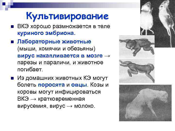 Культивирование n n n ВКЭ хорошо размножается в теле куриного эмбриона. Лабораторные животные (мыши,