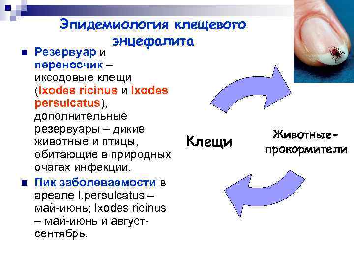 n n Эпидемиология клещевого энцефалита Резервуар и переносчик – иксодовые клещи (Ixodes ricinus и