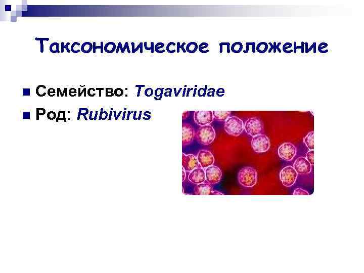Таксономическое положение Семейство: Togaviridae n Род: Rubivirus n 