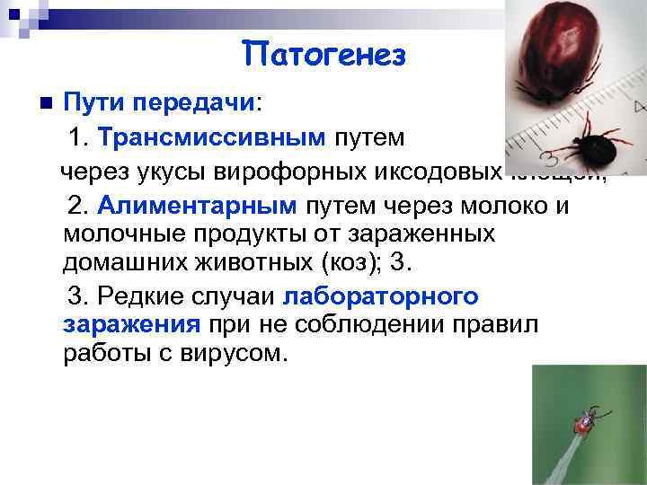 Патогенез n Пути передачи: 1. Трансмиссивным путем через укусы вирофорных иксодовых клещей; 2. Алиментарным