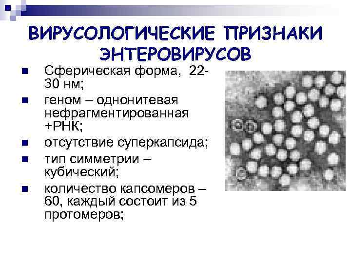 ВИРУСОЛОГИЧЕСКИЕ ПРИЗНАКИ ЭНТЕРОВИРУСОВ n n n Сферическая форма, 2230 нм; геном – однонитевая нефрагментированная