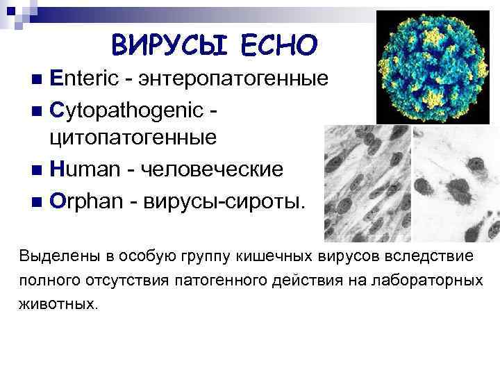 ВИРУСЫ ЕСНО Enteric - энтеропатогенные n Cytopathogenic цитопатогенные n Human - человеческие n Orphan