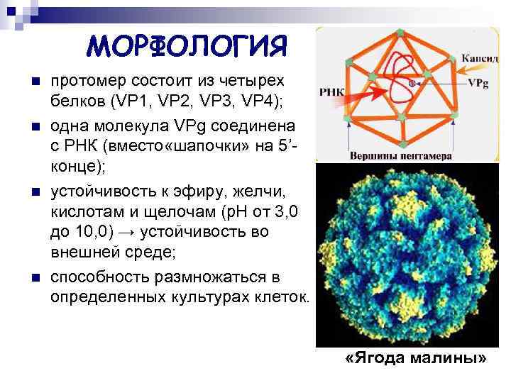 Пикорнавирусы микробиология презентация