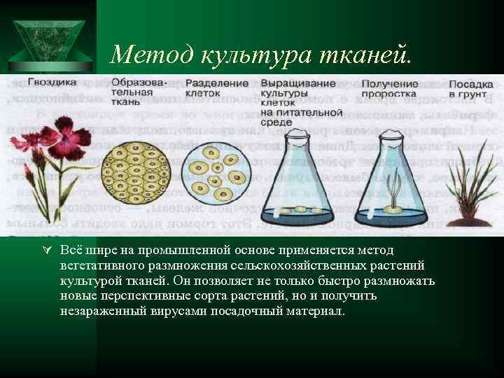 Метод культура тканей. Ú Всё шире на промышленной основе применяется метод вегетативного размножения сельскохозяйственных