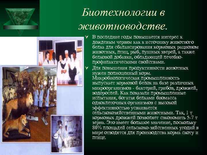 Биотехнологии в животноводстве. Ú В последние годы повышается интерес к дождевым червям как к