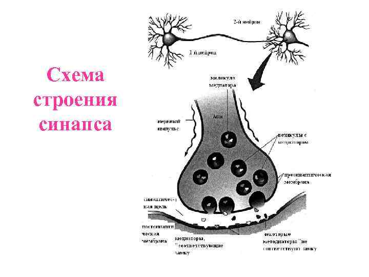 Схема строения синапса 