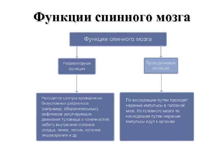 Функции спинного мозга 